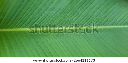 Close up taro leaf with the bone