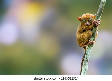 close up Tarsier in the rainy forest in Bohol,Cebu,Philippine. It look around  by its big eye. It hang on a tree in front of green bokeh background.
