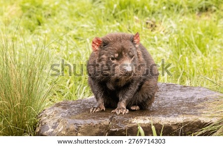 Close up of a Tasmanian Devil sitting on a rock in Tasmania in Australia