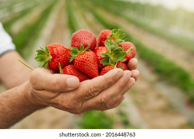Close up of tasty ripe red strawberry with green tail in hands of worker large and wide greenhouse. Concept of agriculture strawberry in hands of farmer on background of green bushes.