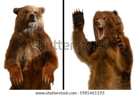 The close up Taxidermy of a Kamchatka brown bear on white background
