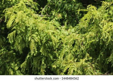 Close Taxodium Distichum Bald Cypress Deciduous Stock Photo 1448484362 ...