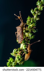 Close Up Of Taxon With Little Ant Bites On His Antena