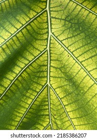 Close Up Teak Leaf Texture