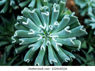 Close up of a teal cactus. Teal cactus leaves.