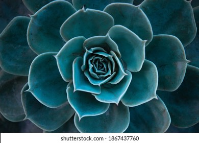 Close up of a teal cactus. Teal cactus leaves. Tidewater green background. Cactus plant  pattern wallpaper. Succulent plant patterns. Details of a succulent leaves. Succulent bloom. - Shutterstock ID 1867437760
