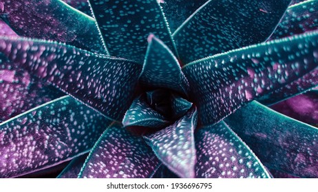 Close up of a teal succulent cactus. Teal cactus leaves. Tidewater green background. Cactus plant  pattern wallpaper. Spring flowers background. Natural floral patterns.