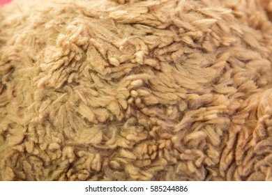 Close Up Teddy Bear Fur Texture