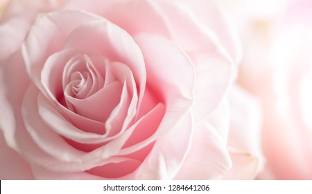 Close up of tenderness pink rose. Flower background in soft color and blur style. Macro photo of fresh rose. - Shutterstock ID 1284641206