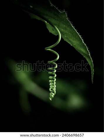 Close up of a Tendril of passion fruit(Passiflora edulis)Young green curling vine under the leaf in the dark,black environment, Selectively focussed,baloon vine curly fern,background,curly green vine