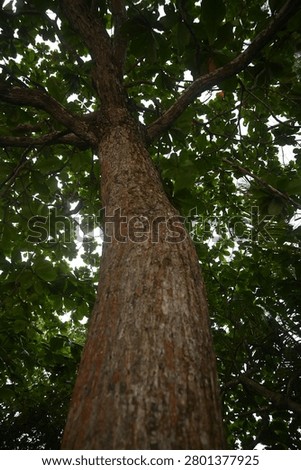 Close Up of Terminalia catappa Tree Bark Texture in Tropical Forest Environment
