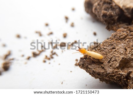 Close up of the  termite on decaying timber. The white ant on the ground is searching for food to feed the larvae in the cavity with white background.