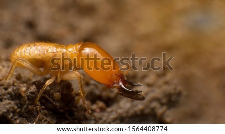 Close up termite soldiers are guarding the nest, Subterranean termites are the pest that will cause damage or destruction. If there is no control, They destroy the old wood rotting of the house