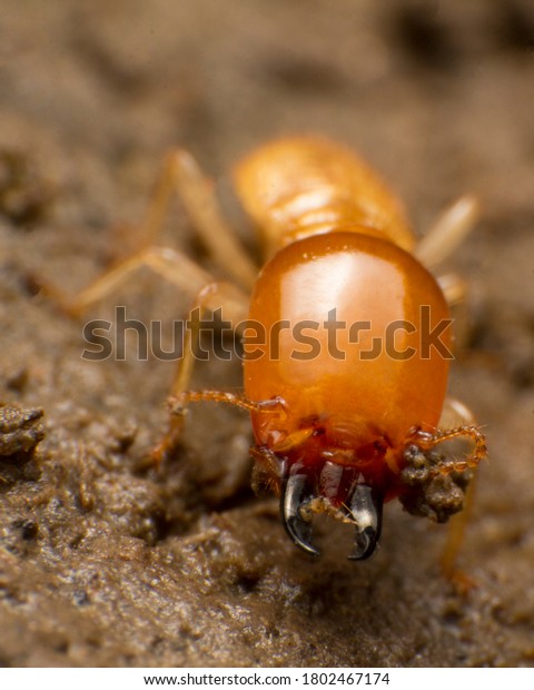 Close up termite soldiers are guarding the nest,\
Subterranean termites are the pest that will cause damage or\
destruction. If there is no control, They destroy the old wood\
rotting of the house