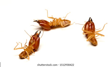 Close Up Termites Dead On A White Background. Concept Of Insect Control, Termite Problem In House.