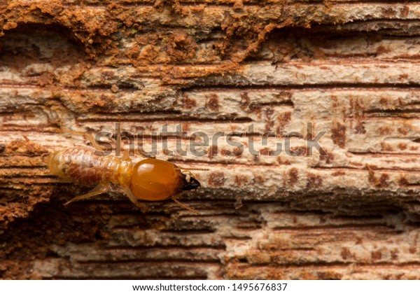 Close up termites are\
eating the wood of the house, They destroy wooden parts and destroy\
wood products.