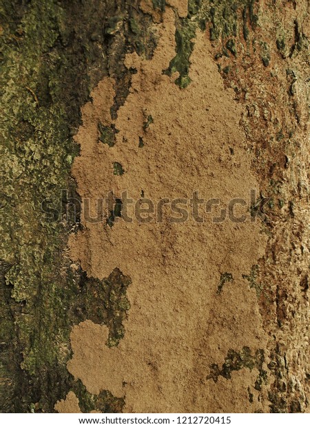 Close up Termites nest and bite to eat large tree\
bark. Selective focus.