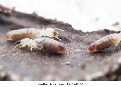 4,755 Dry wood termites Images, Stock Photos & Vectors | Shutterstock