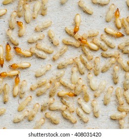 557 Termite damage paper Images, Stock Photos & Vectors | Shutterstock