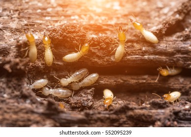 Close up termites or white ants - Shutterstock ID 552095239