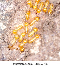 Close Termites White Ants Stock Photo 588357776 | Shutterstock