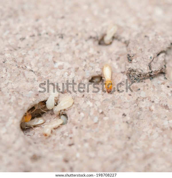 Close up termites or white\
ants