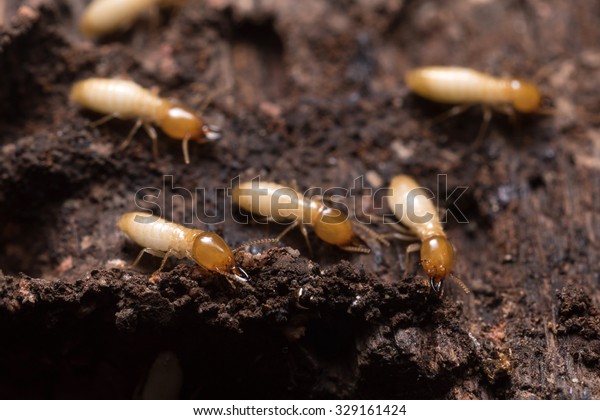 Close up termites or white
ants