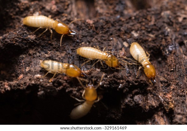 Close up termites or white\
ants