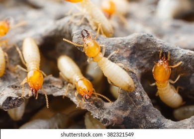 Close up termites or white ants destroyed