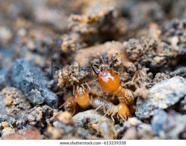 Close up termites or\
white ants destroyed.