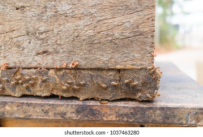 Close Up Termites Or White Ants, Termites Are Eusocial Insects That Are Classified At The Taxonomic Rank Of Infraorder Isoptera,
