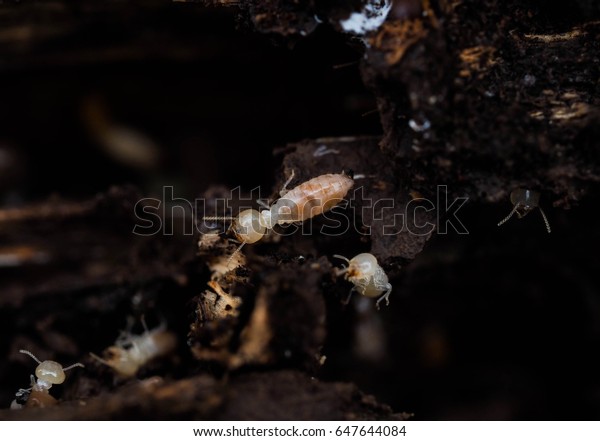 Close up termites or white ants,\
Termite, Termites eat wood like an animal in the\
house.