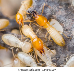 Close up termites or white ants in Thailand