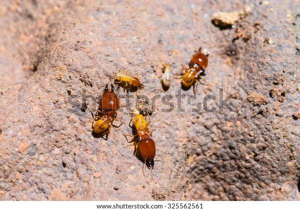 Close up termites\
or white ants in Thailand