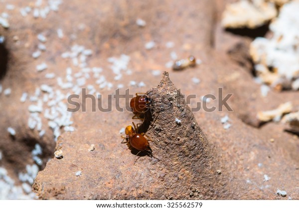 Close up termites
or white ants in Thailand