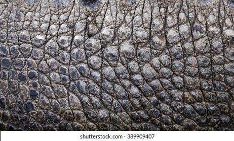 Close Up Texture Of Alligator Skin