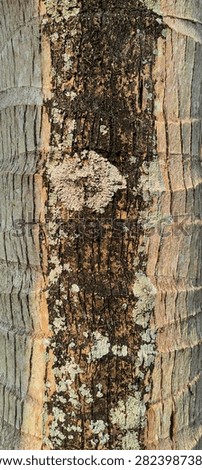 Close Up Texture of Coconut Palm Tree Bark with Lichen in Natural Light