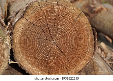 close up texture of cross section tree stump in forest in Bonn, Germany