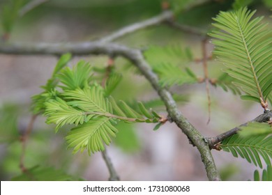 Close Up Texture Of Dawn Redwood Leaves