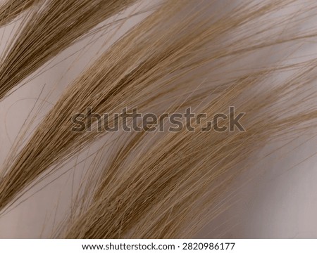 Close up texture of dry light brown straw fibers or blonde hair strands spread diagonally