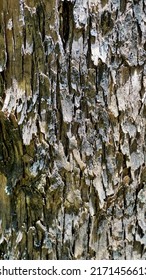 Close up texture of Eucalyptus tree trunk bark texture Background. Natural abstract