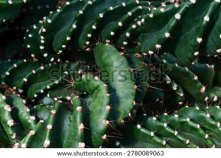 Close up texture of green cactus with sharp spines in tropical botanical garden. Abstract natural background with detailed succulent plant pattern and macro view.