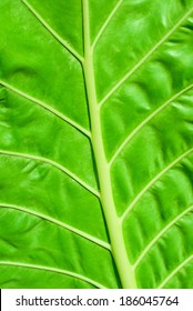 close up texture of green leaf