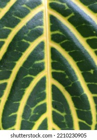 close up texture of green leaf for background