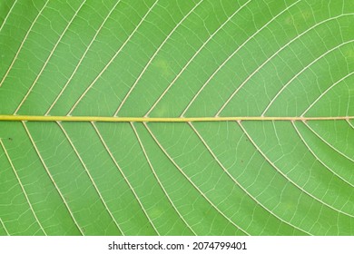 Close up the texture of a green leaf with a beautiful symmetrical pattern - Shutterstock ID 2074799401