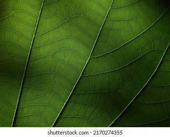 close up texture of green leaf with light and shadow, leaf of Orchid tree ( Bauhinia purpurea L. )