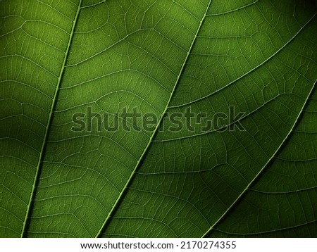 close up texture of green leaf with light and shadow, leaf of Orchid tree ( Bauhinia purpurea L. )