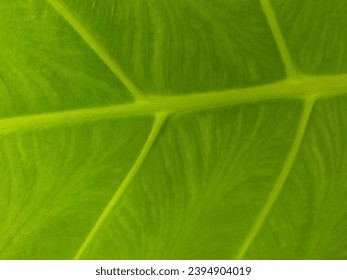 the close up texture of green taro leaf under the sunlight - Shutterstock ID 2394904019