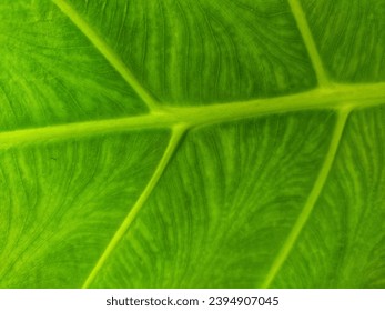 the close up texture of green taro leaf under the sunlight - Shutterstock ID 2394907045