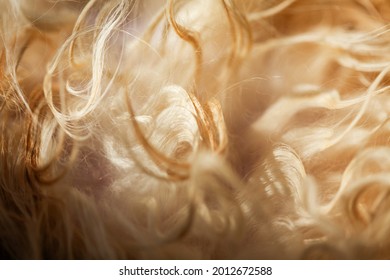 Close Up Texture Of Long Cat Hair